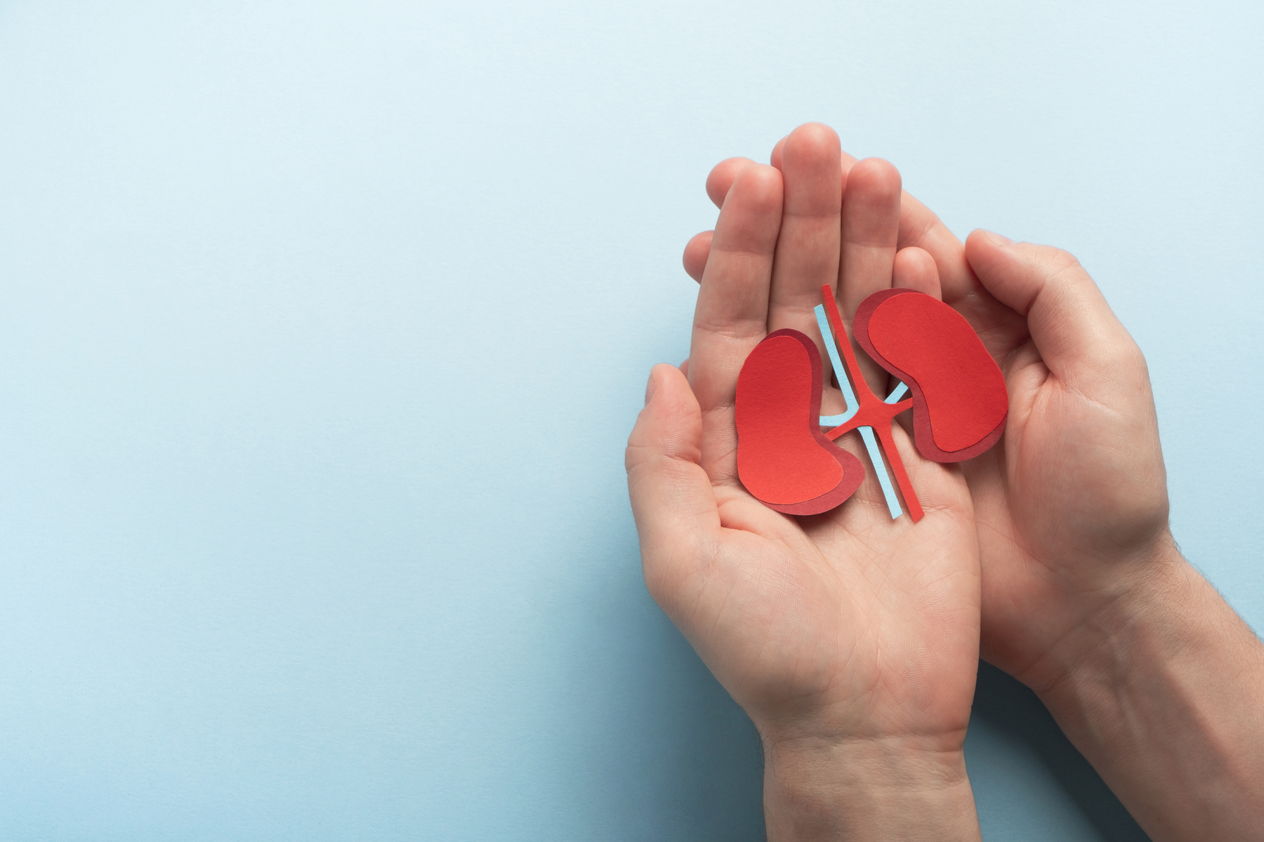 Man holding kidneys decorative model on pastel blue background. Chronic kidney disease